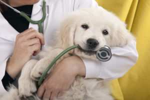 vet treating puppy before shots