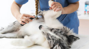 dog receiving parasite prevention treatment