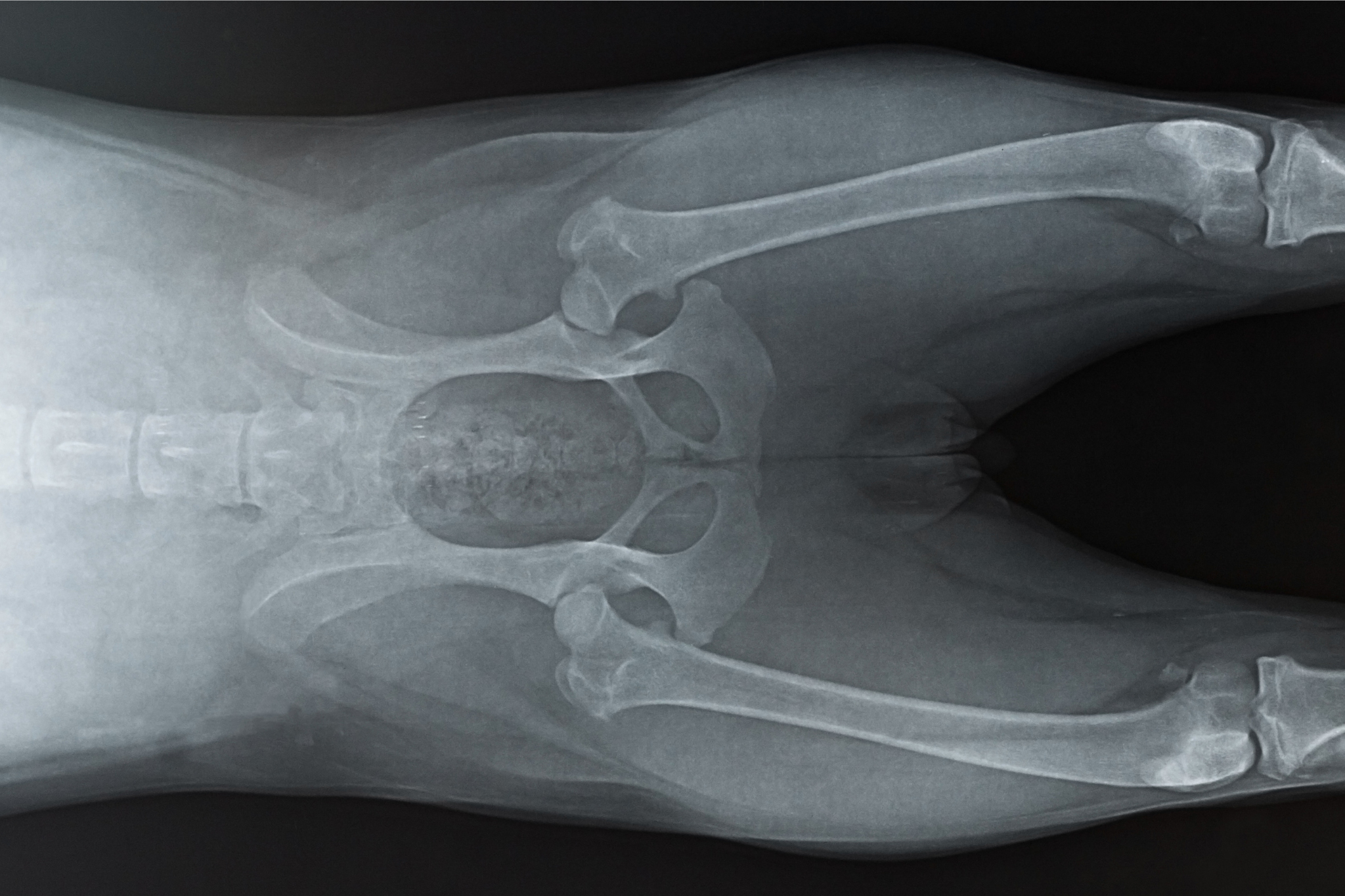 Dog Hip Dog Hip
