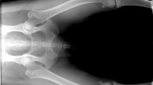 x-ray of dog with OFA certification hip dysplasia