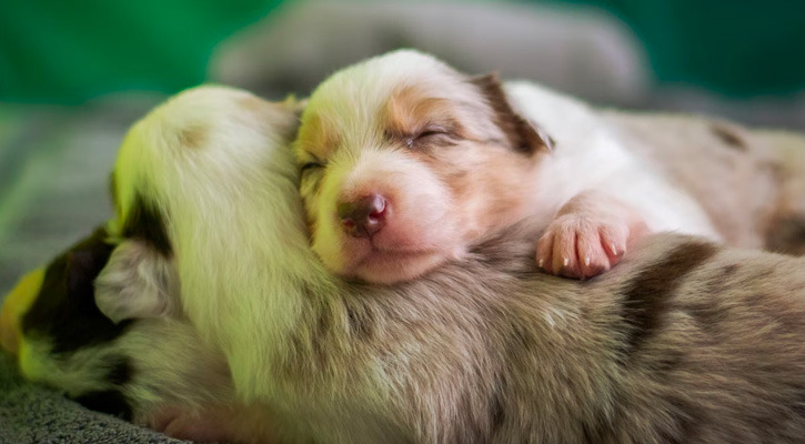 puppies after labor